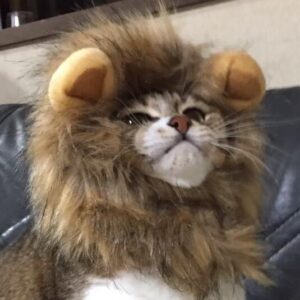 葱ちゃん