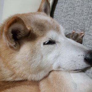 ケン